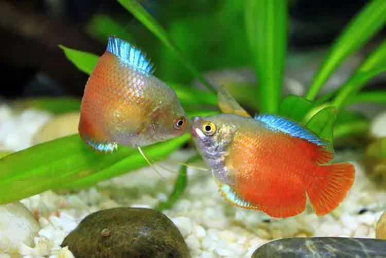 繁殖期的两条红色小丽丽鱼