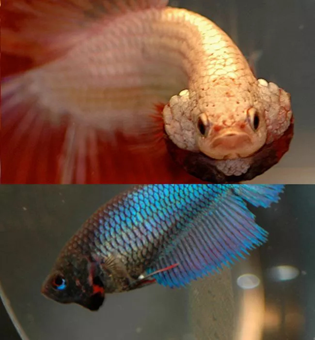 雄性(上)和雌性(下)泰国斗鱼扩口对比图