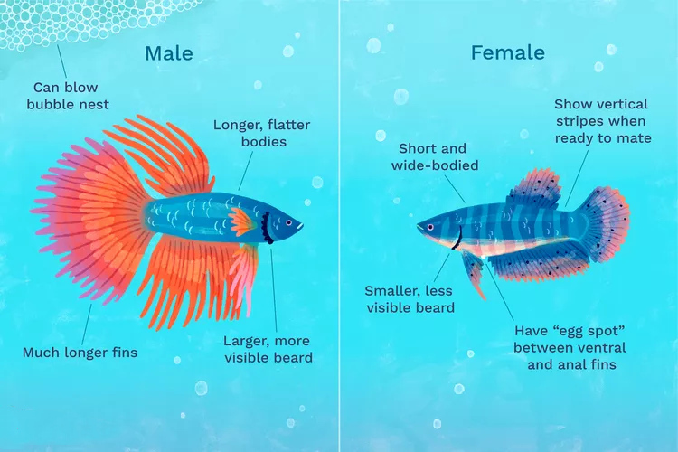 如何确定泰国斗鱼雄雌的插图