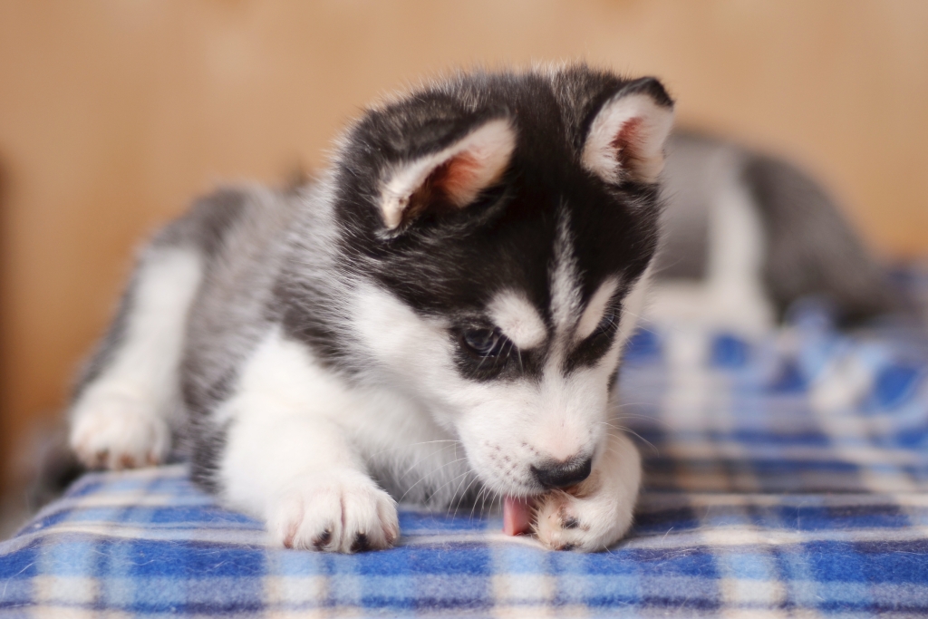 一只哈士奇小狗躺在毯子上舔他的爪子