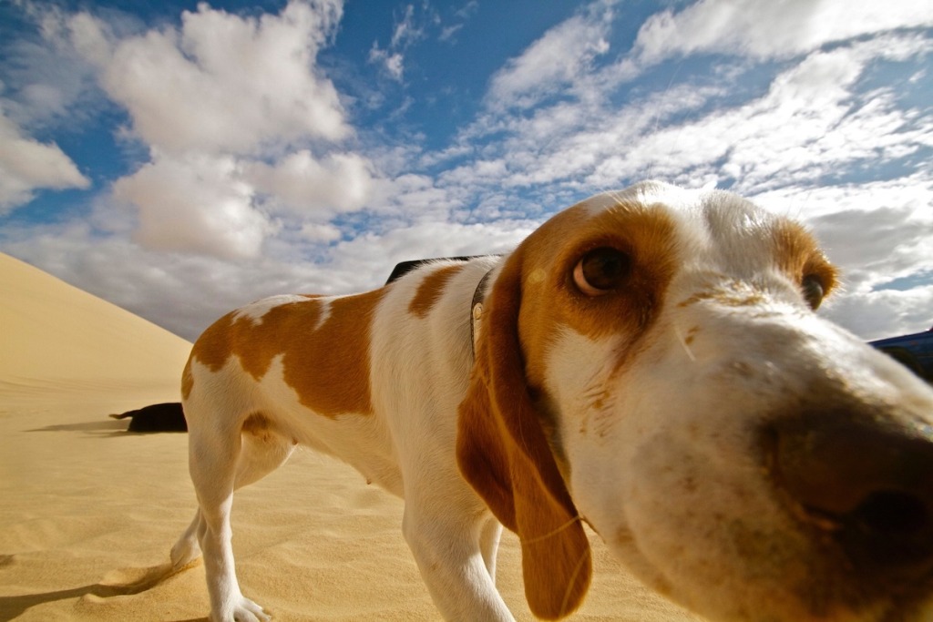 在沙漠中靠近相机的狗