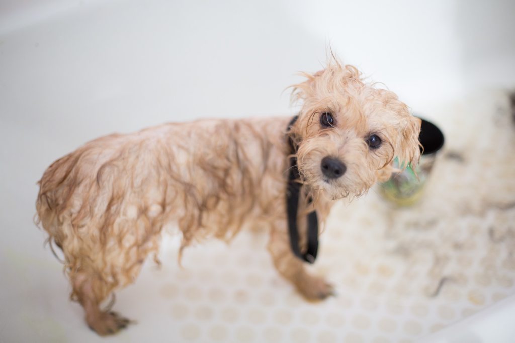 湿漉漉的金发贵宾犬混血小狗站在浴缸里看着镜头