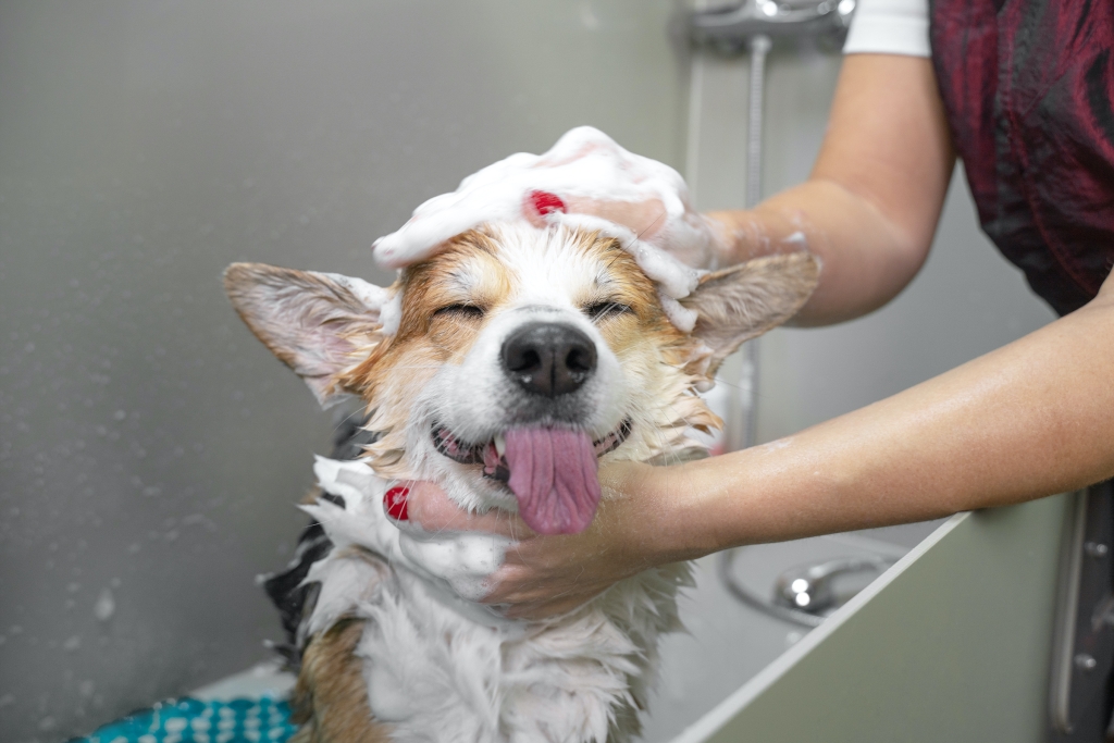 威尔士科吉彭布罗克狗用洗发水洗澡的滑稽肖像