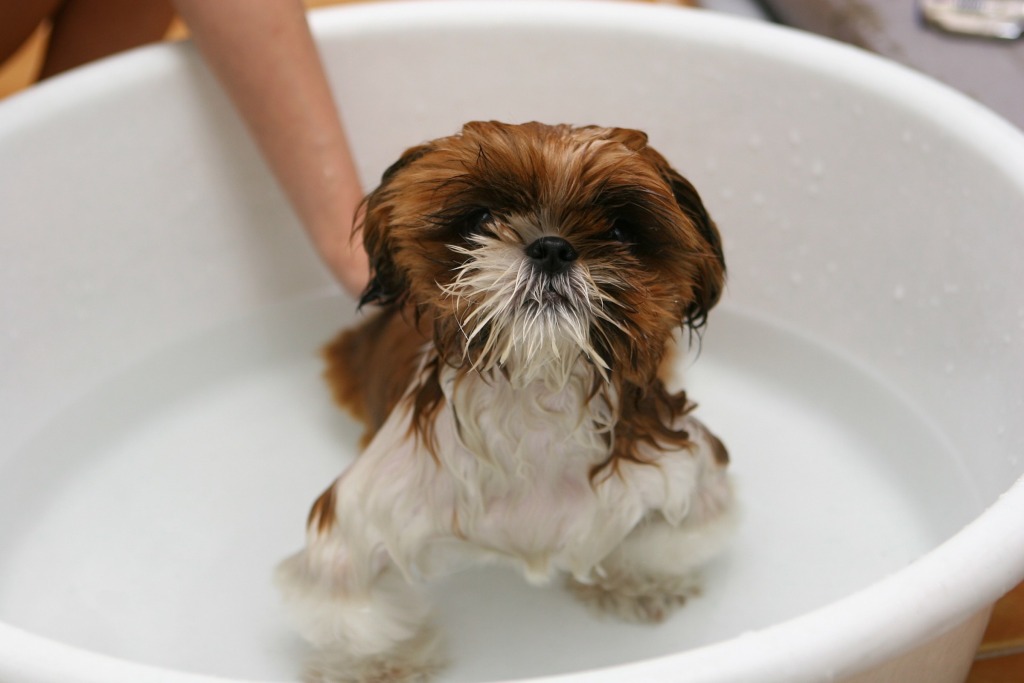 湿棕白西施小狗坐在几英寸深的水中洗澡