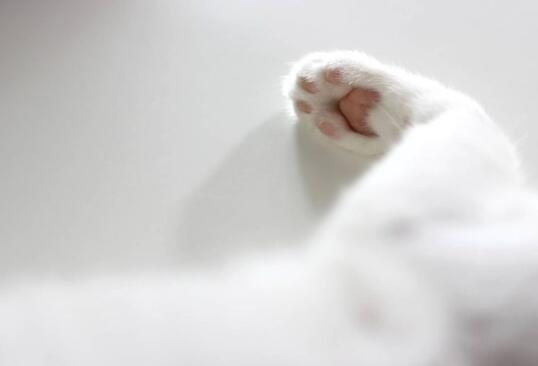 猫的枕足：浆细胞足皮炎猫咪健康