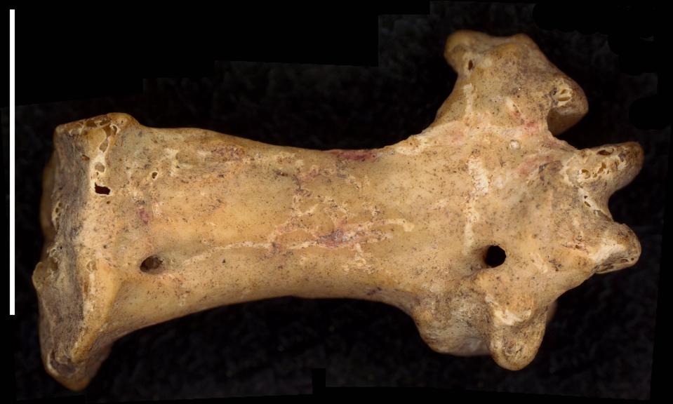 厚嘴鹦鹉的跗跖骨或踝骨