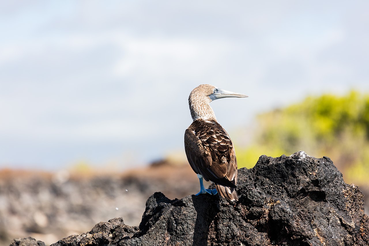 在加拉帕戈斯群岛上的蓝脚鲣鸟