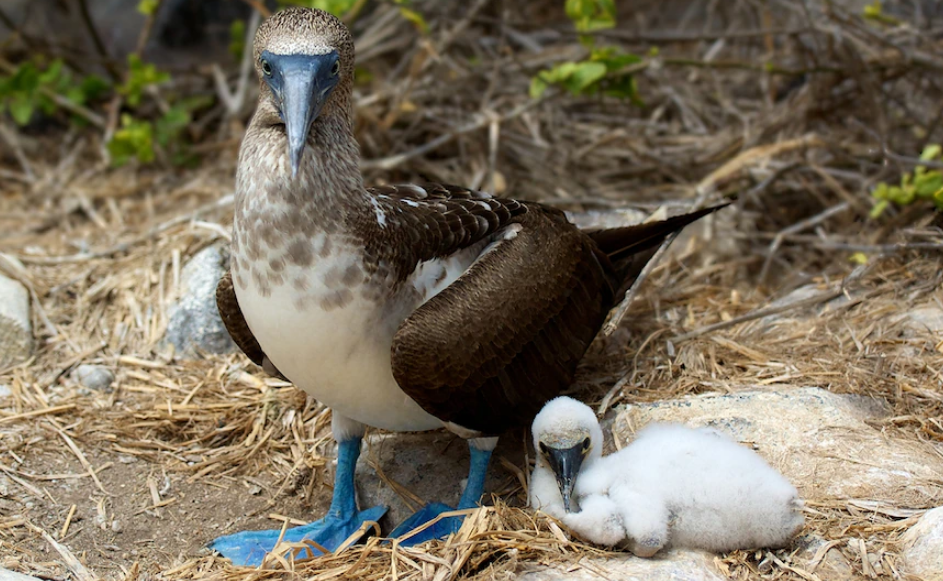 蓝脚鲣鸟妈妈与它的幼崽