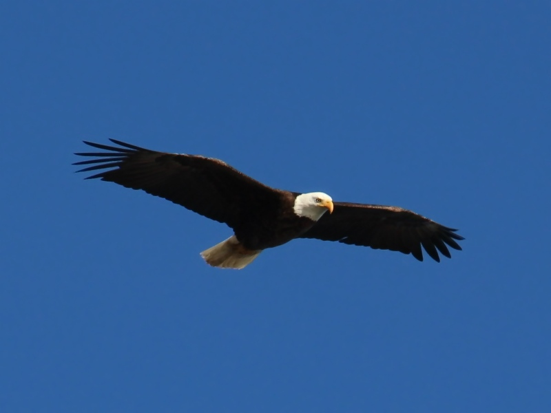 白头鹰在怀俄明州黄石国家公园飞行