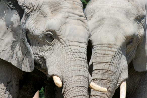 两只成年非洲公象