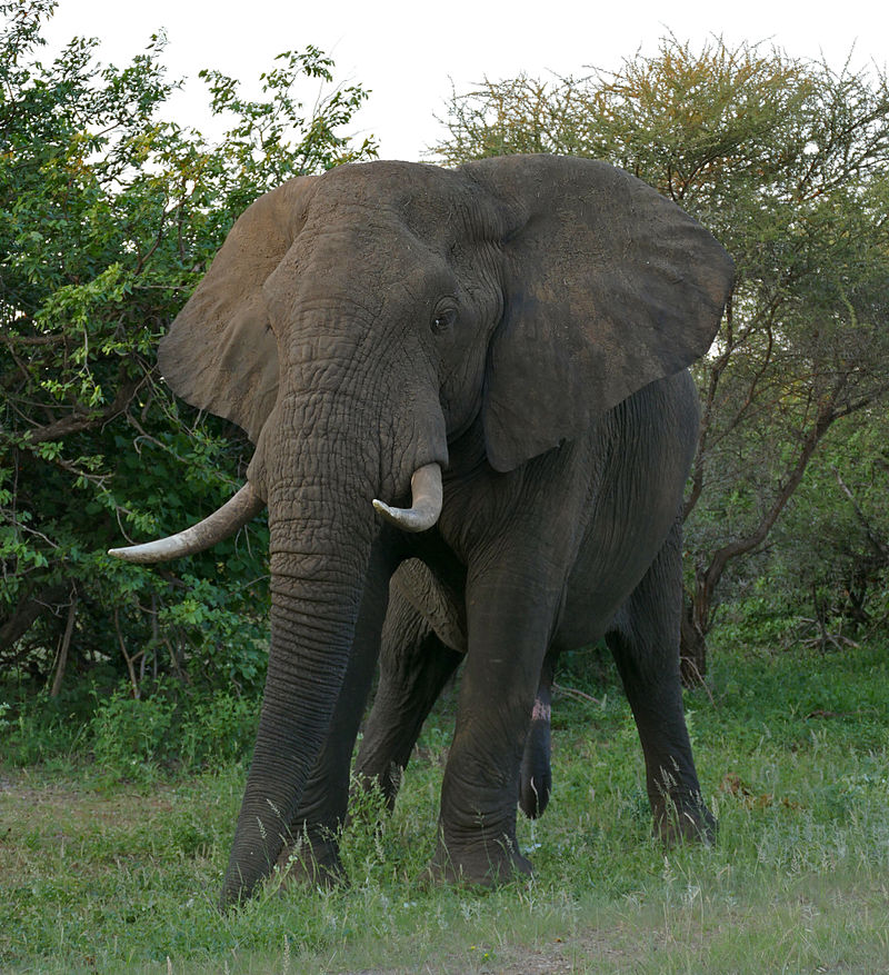 克鲁格国家公园的非洲丛林象公牛