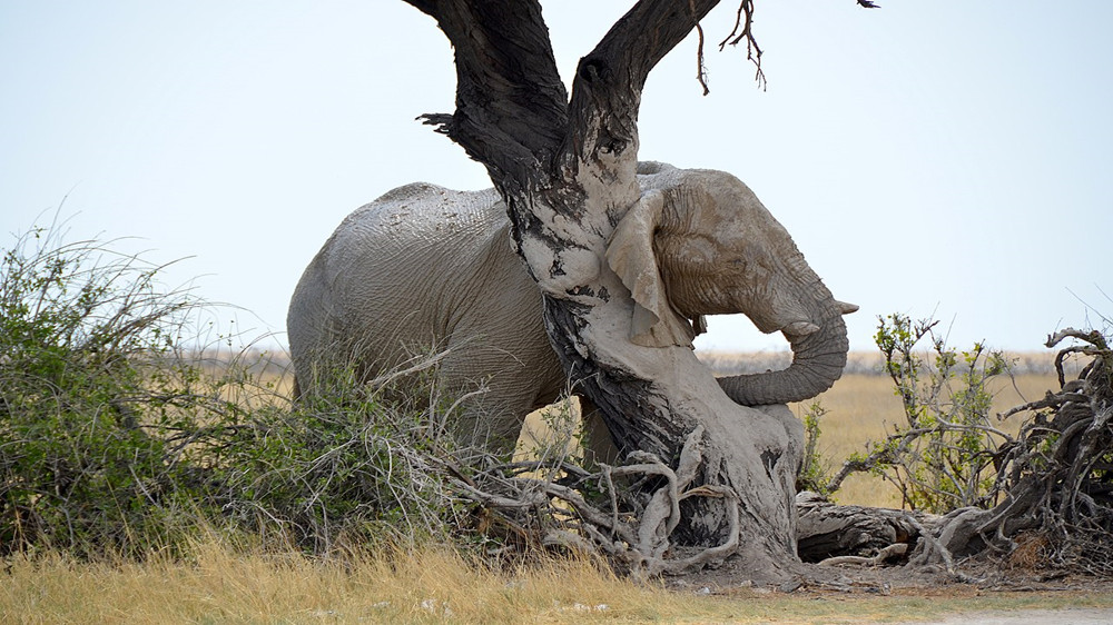 大象抓挠树有助于去除死皮层和寄生虫