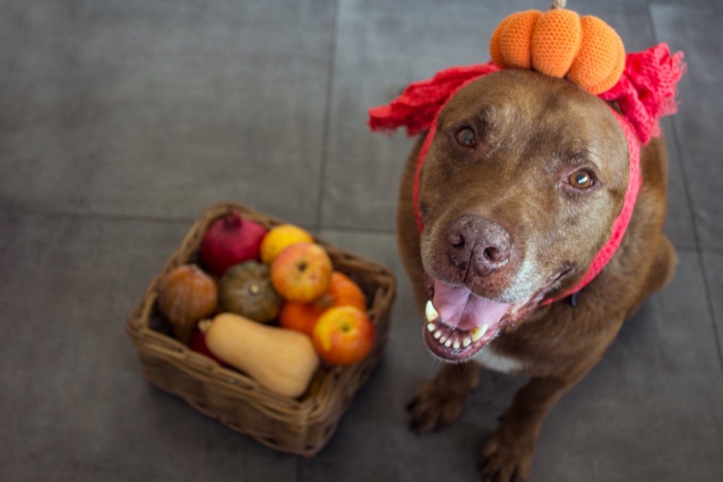 一只戴着南瓜头带的棕色狗在一盒秋季蔬菜旁边摆姿势