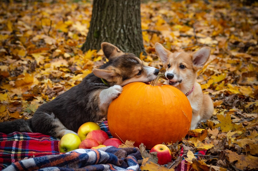 两只彭布罗克威尔士柯基犬在秋季野餐时嚼着南瓜