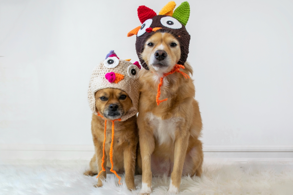 两只戴着火鸡感恩节帽子的可爱狗
