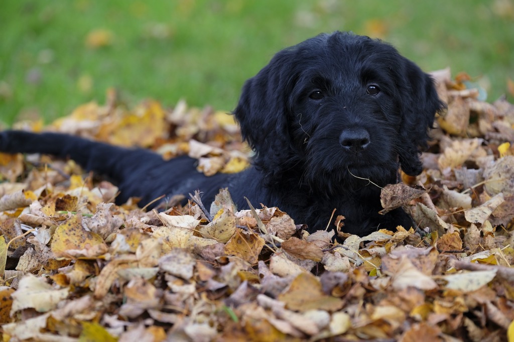 一只黑色拉布拉多犬站在一堆秋叶中