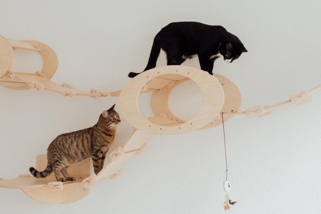 棕色虎斑猫和燕尾服猫爬壁挂式猫家具