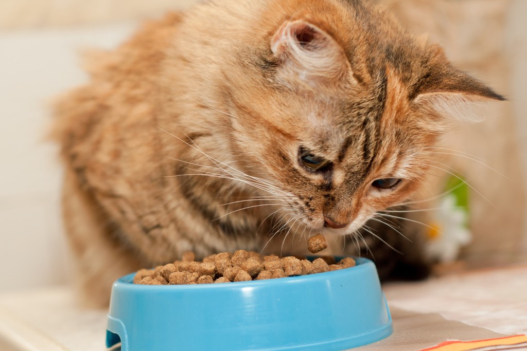 虎斑猫在碗里吃粗磨食物