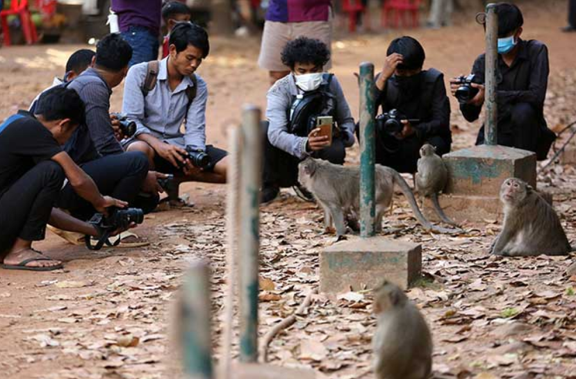 农业部和外交部都在努力为因贩卖猴子被捕的官员讨回公道