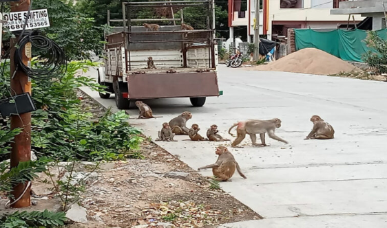 在道路边群集的猴子