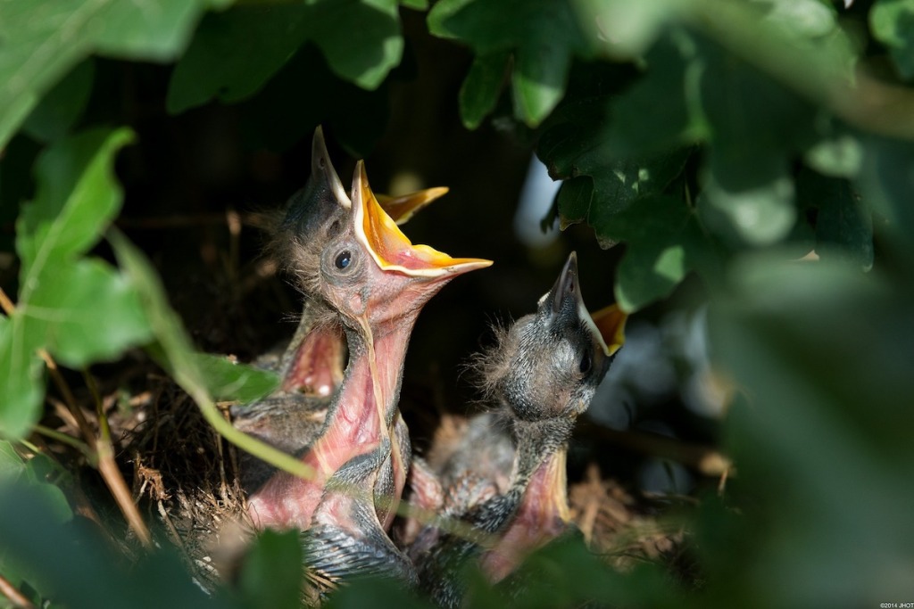 巢中的幼鸟乞讨食物
