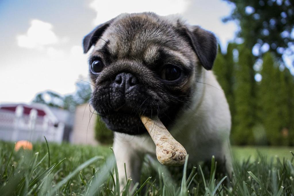 一只哈巴狗站在草地上，嘴里叼着一块骨头形状的零食