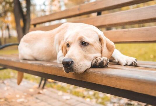 狗狗眼睑内翻的原因、症状以及如何治疗