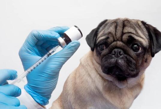 狗的疫苗反应:寻找什么和如何反应