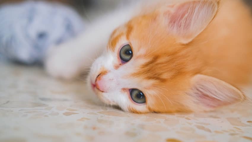 猫的尿路堵塞有什么潜在的并发症