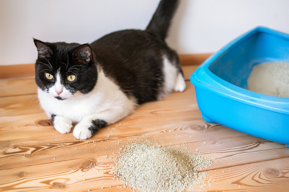 一只黑白相间的猫趴在一个蓝色垃圾箱旁边，地板上有一堆垃圾