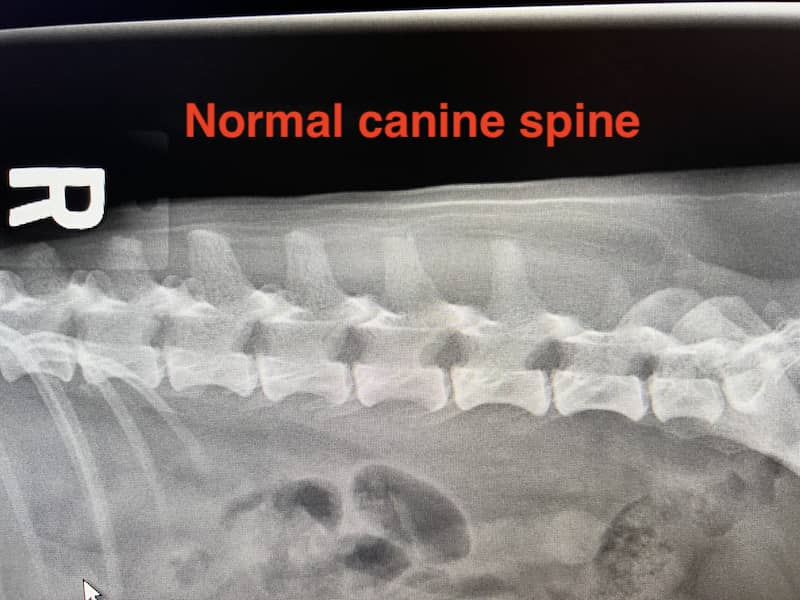 狗狗正常的颈椎