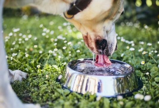 狗狗口渴过度最常见的八大原因