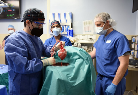 马里兰大学 David Bennett 外科团队的成员正在为移植猪心脏做准备