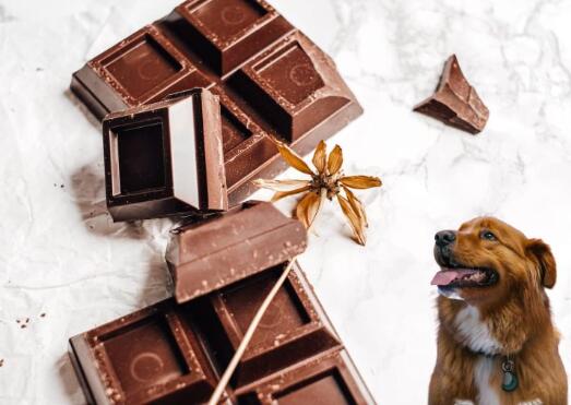 狗狗巧克力中毒的原因、症状以及治疗