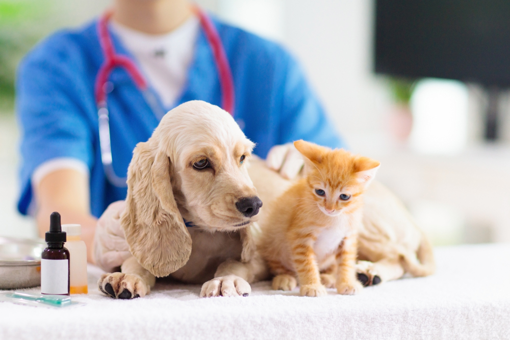 一只金毛小狗和一只橙色虎斑猫在兽医那里