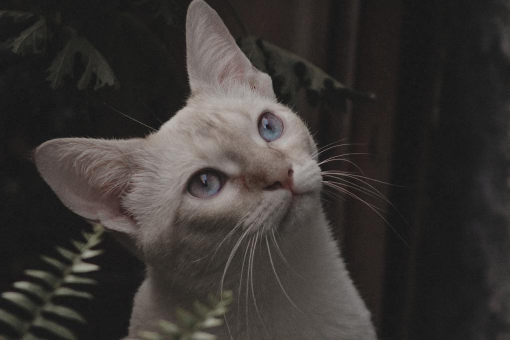 一只蓝眼睛的白猫的特写镜头