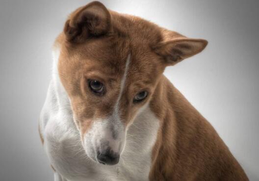 狗狗范可尼综合征的临床症状有哪些?