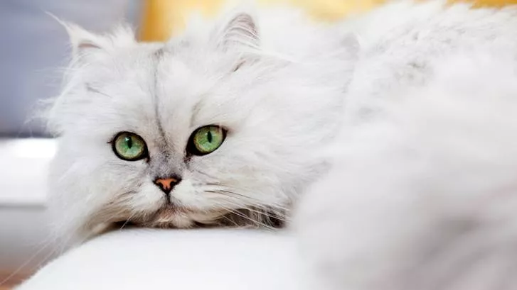 白色的长毛猫