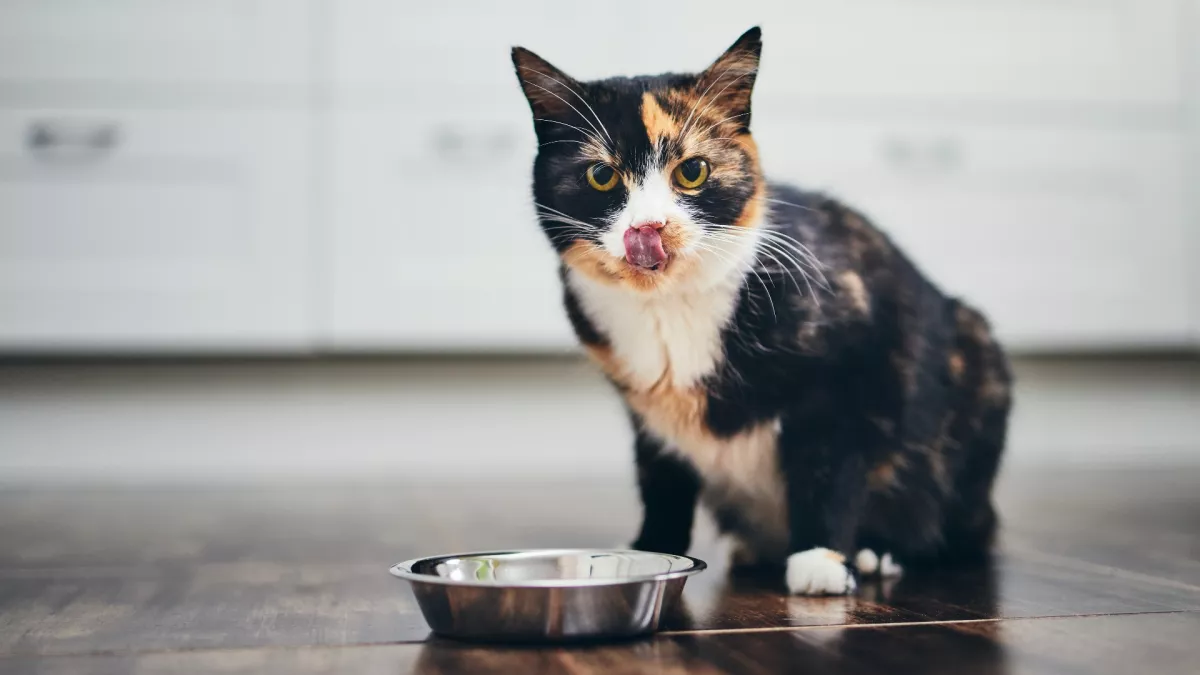 为什么猫要你带它们去吃东西