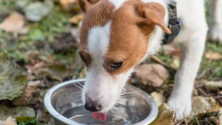 为什么我的狗要喝很多水