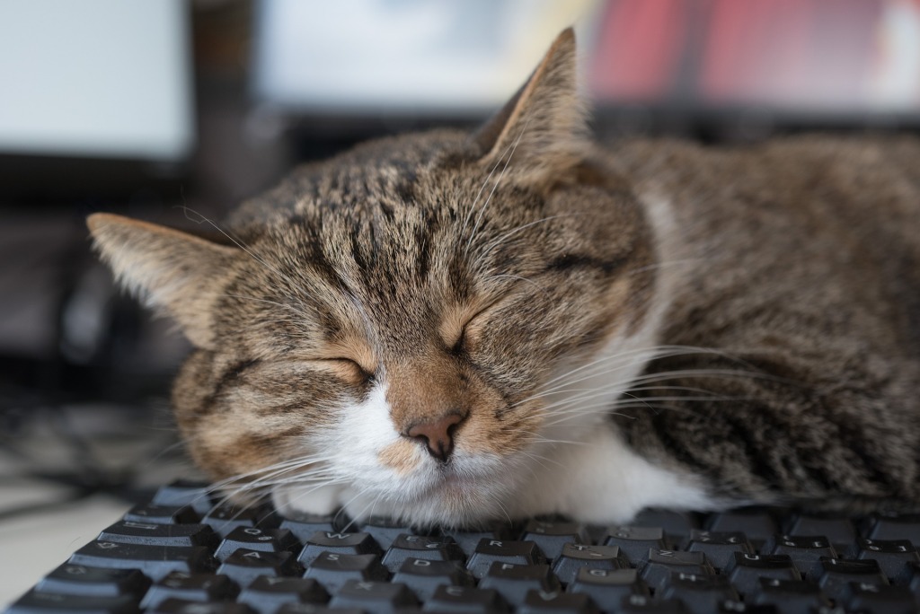 睡在键盘上的猫