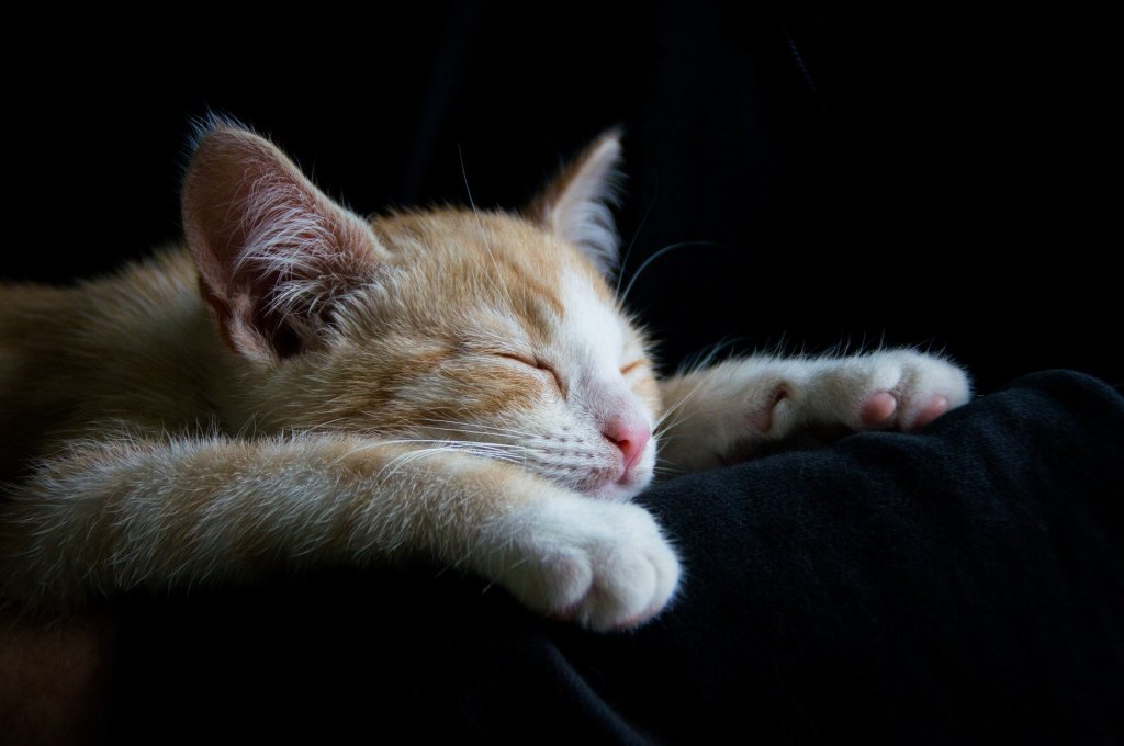 橙色和黄色的猫睡在主人的腿上
