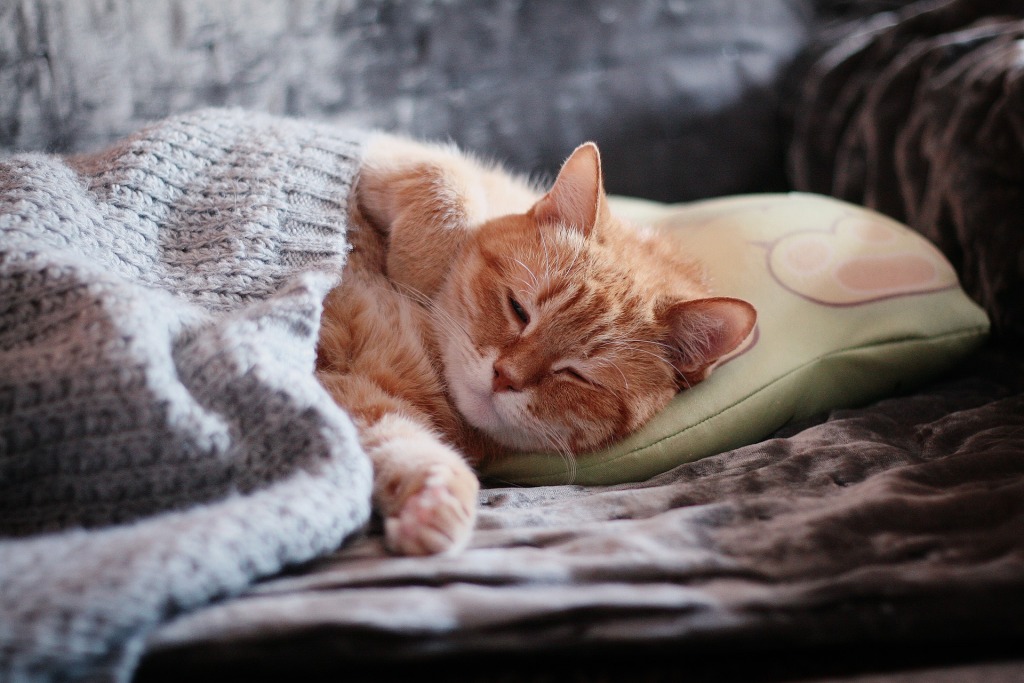 睡觉在毯子盖的床上的橙色猫