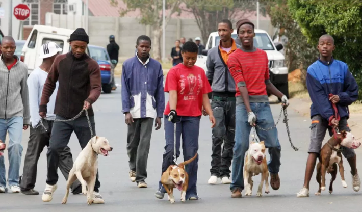 斗牛犬在南非作为护卫犬很受欢迎.png