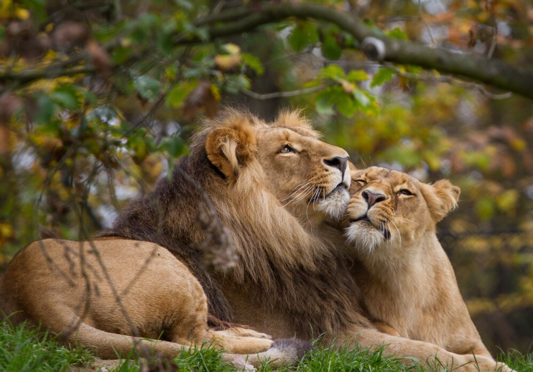 一只狮子和母狮依偎在草丛中