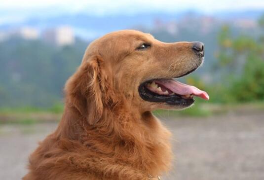 狗狗咀嚼肌炎的临床症状有哪些?