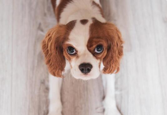 狗狗脊髓空洞症有哪些治疗方案?
