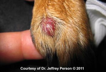狗的皮肤组织细胞瘤