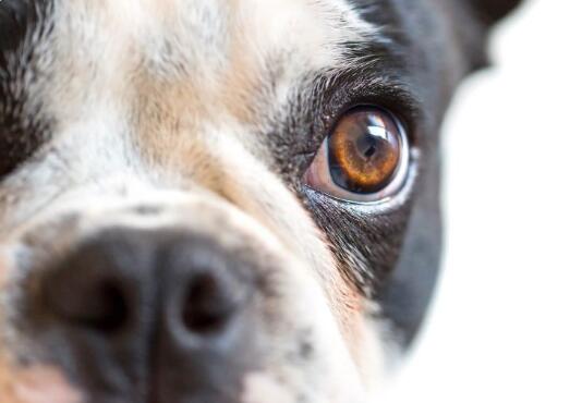 狗的前葡萄膜炎:原因、症状和治疗
