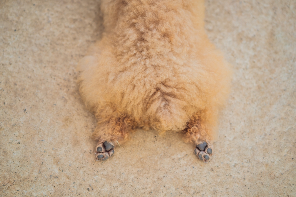 一只毛茸茸的狗的后半部分躺着，后腿伸直